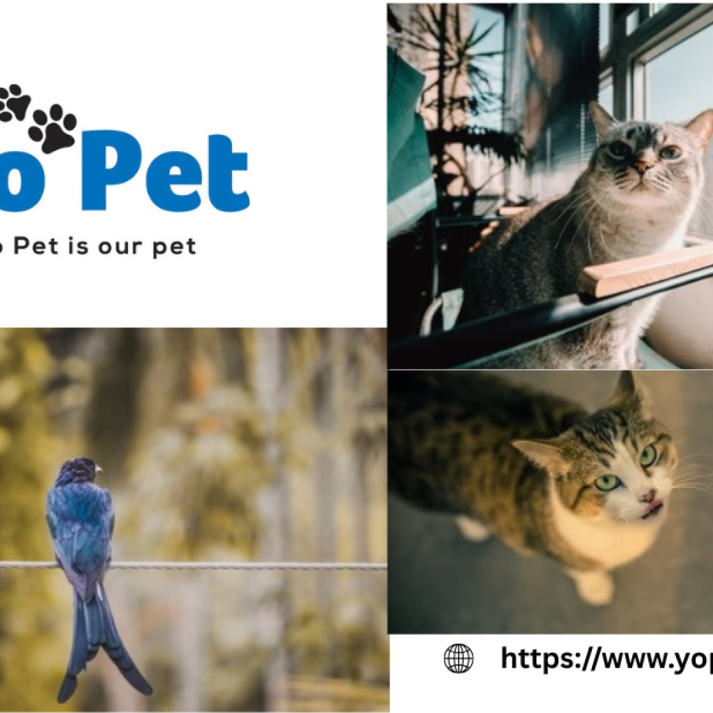 Training Kibble Drop Iq Toy | Yopet.co.uk Training Kibble Drop Iq Toy | Yopet.co.uk