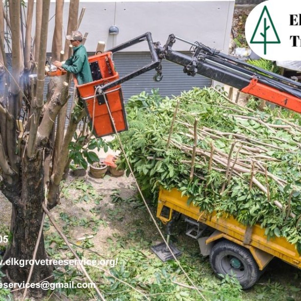 Protect and Beautify Your Property with Trusted elk grove tree services Protect and Beautify Your Property with Trusted elk grove tree services