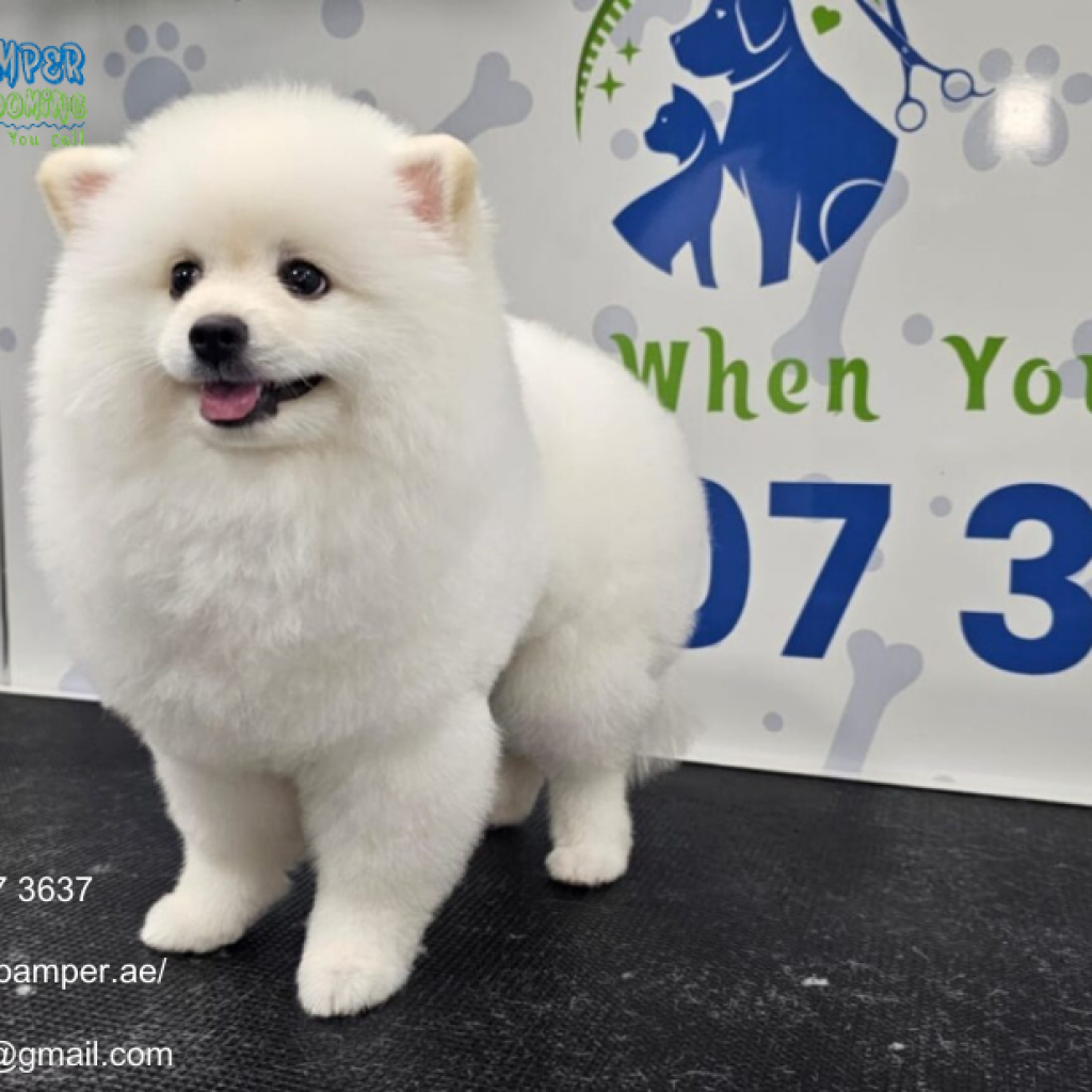 Mobile Cat Grooming Near Me | Poshpamper.ae Mobile Cat Grooming Near Me | Poshpamper.ae