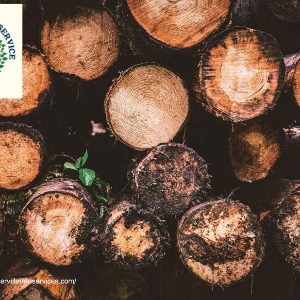 Ensure Healthy and Safe Trees with Expert placerville tree service Today Ensure Healthy and Safe Trees with Expert placerville tree service Today