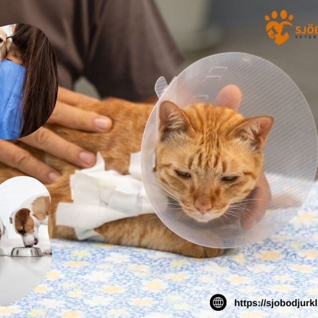 Skydda din katt i Tomelilla med rätt vaccinationer Skydda din katt i Tomelilla med rätt vaccinationer