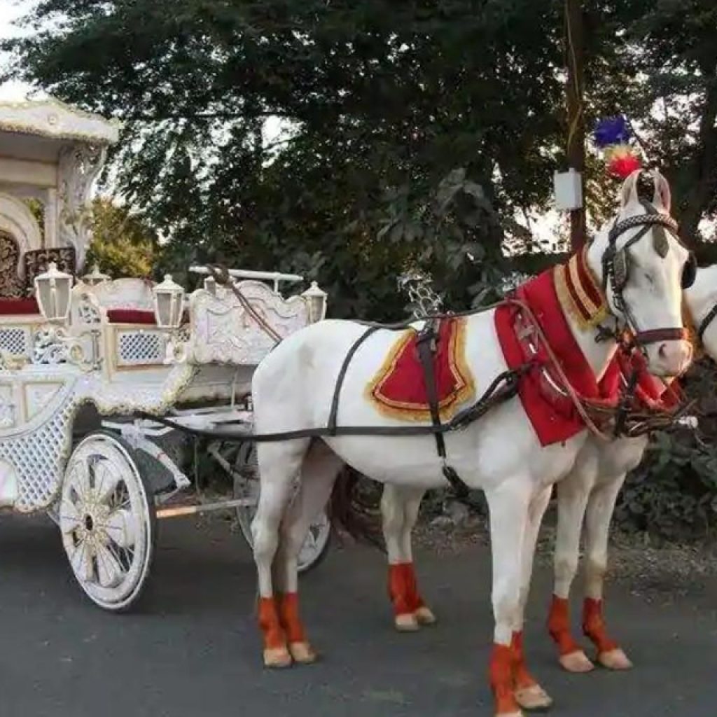 Unforgettable Wedding Baraat Packages for Your Big Day Unforgettable Wedding Baraat Packages for Your Big Day