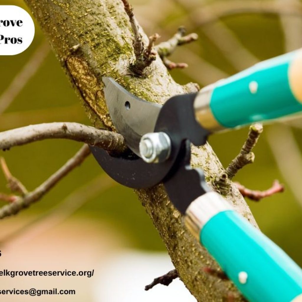 Professional Elk Grove Tree Services for Pruned, Healthy Trees Professional Elk Grove Tree Services for Pruned, Healthy Trees