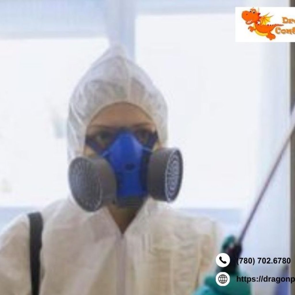 Spider Removal Edmonton | Dragonpestcontrol.ca Spider Removal Edmonton | Dragonpestcontrol.ca