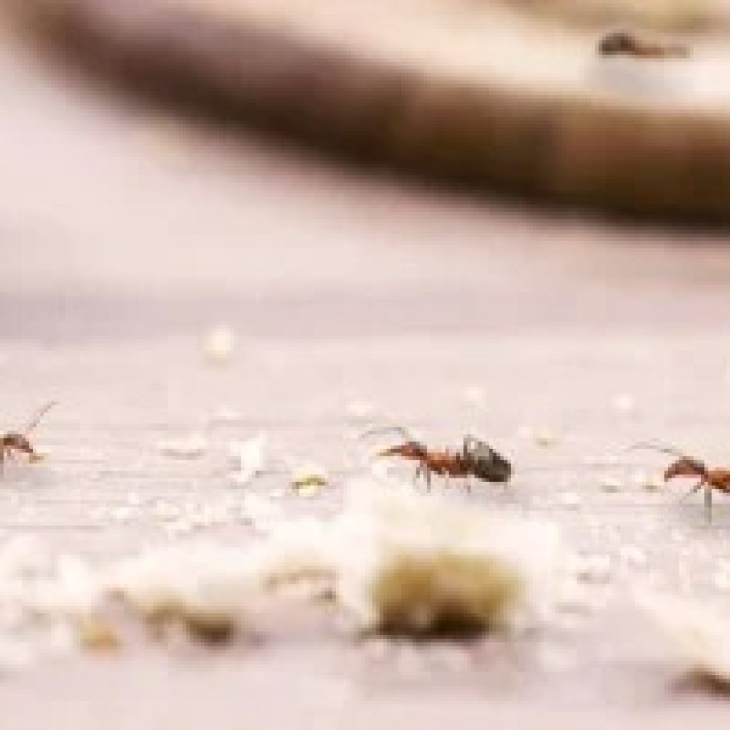 Effective Roach Control in Melbourne for a Pest-Free Home Effective Roach Control in Melbourne for a Pest-Free Home