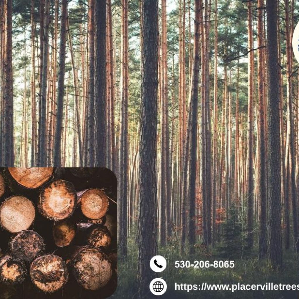 Maintain Shape and Health Easily with Expert tree trimming Placerville CA Maintain Shape and Health Easily with Expert tree trimming Placerville CA