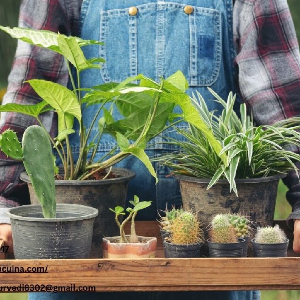 Cottage Food Business Marketplace | Cuina Cottage Food Business Marketplace | Cuina