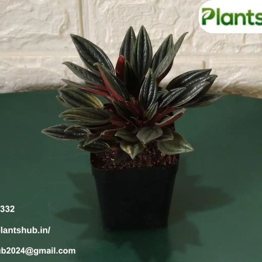 Vastu Plants For Home | Plantshub.in