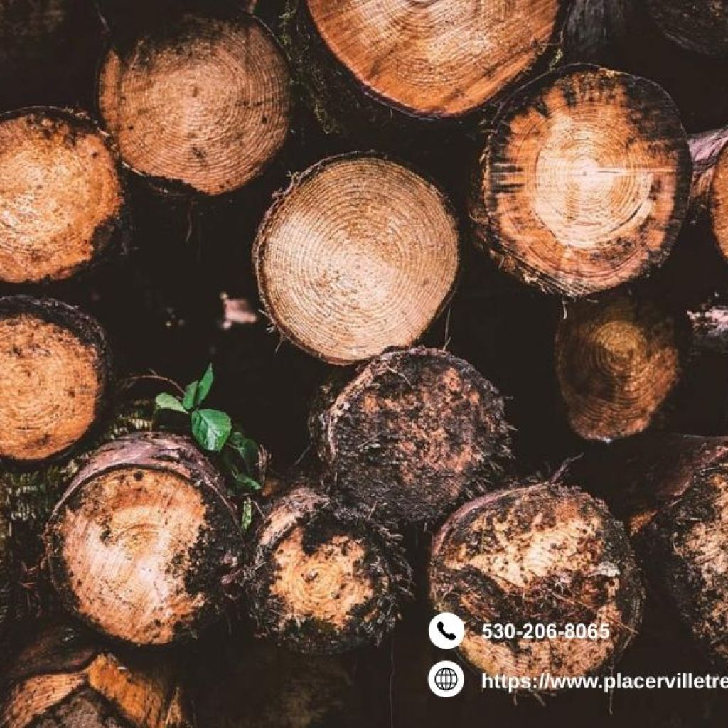 Placerville Tree Service: Trusted Local Experts Placerville Tree Service: Trusted Local Experts