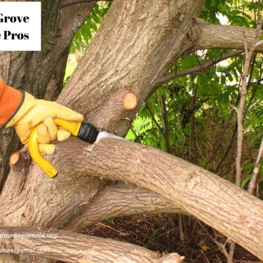 Maintain Shape and Strength Effectively with Professional tree trimming elk grove Maintain Shape and Strength Effectively with Professional tree trimming elk grove