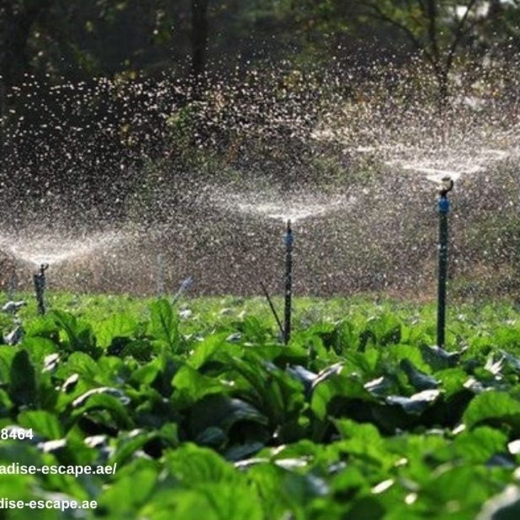 Irrigation Landscaping Services In Dubai | Paradise-escape.ae Irrigation Landscaping Services In Dubai | Paradise-escape.ae