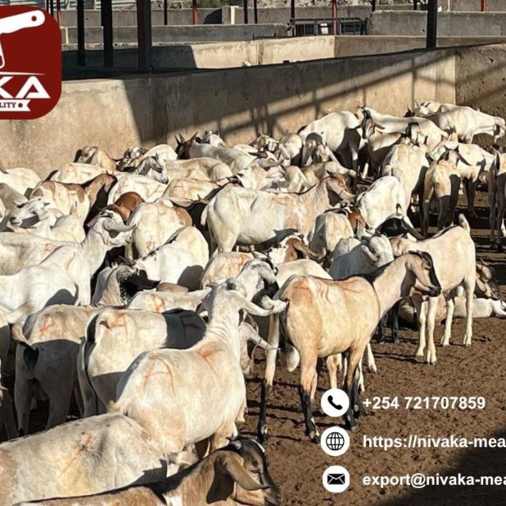 Premium frozen options for frozen halal meat Bahrain delivery