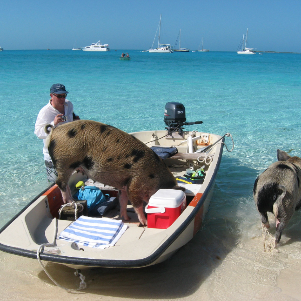 Unforgettable Nassau Adventure: Meet Friendly Pigs in the Waters Unforgettable Nassau Adventure: Meet Friendly Pigs in the Waters