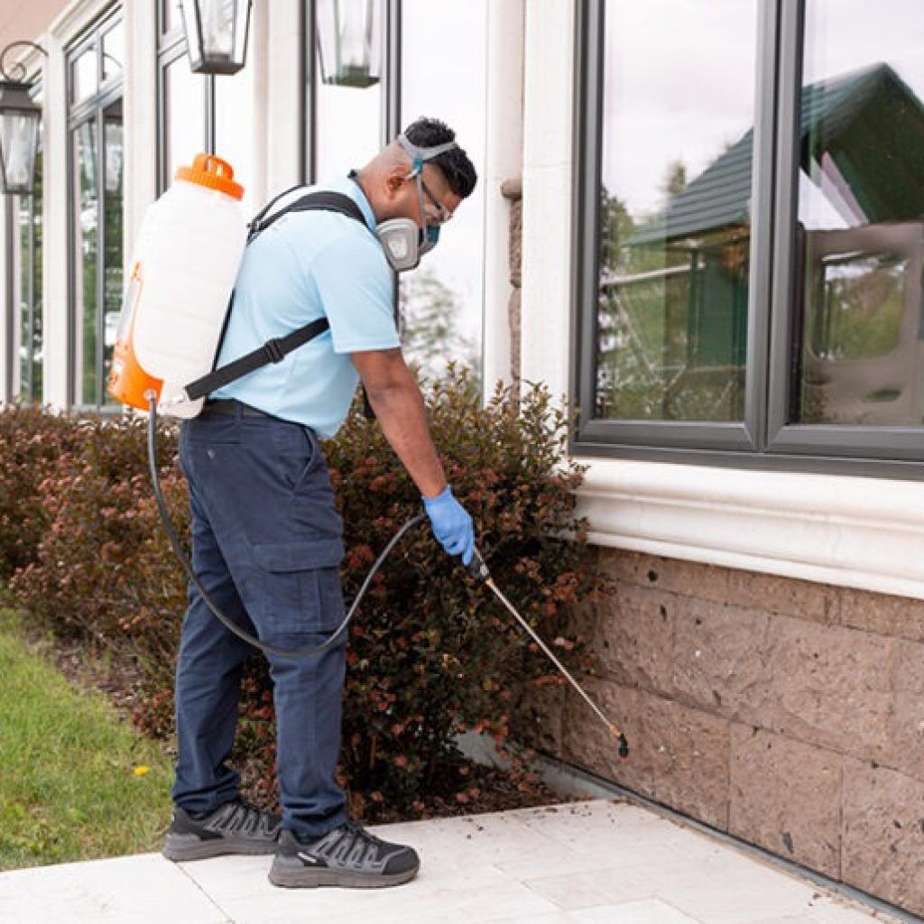 Reliable Pest Control Experts in Calgary for Homes and Businesses Reliable Pest Control Experts in Calgary for Homes and Businesses
