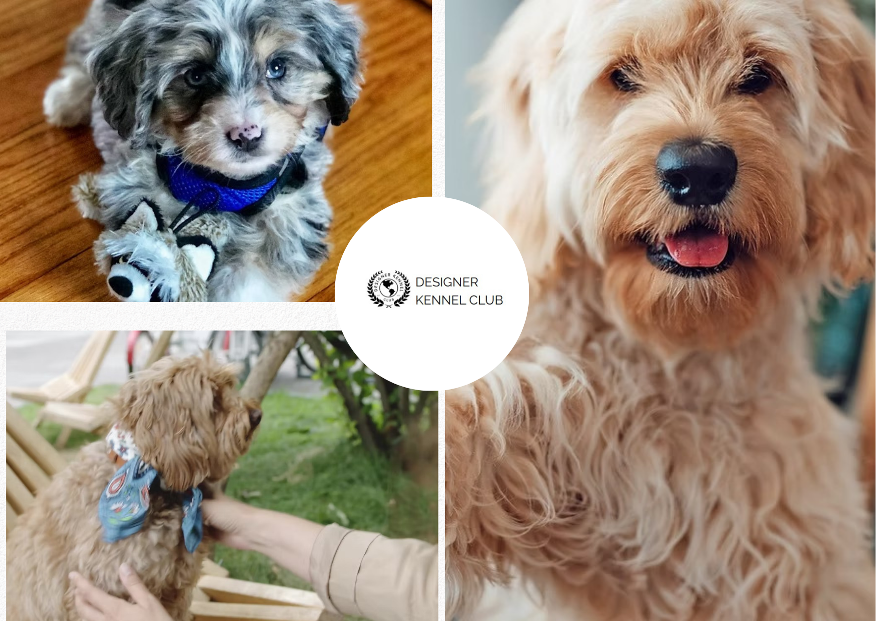 Rottweiler Mix Registration Guide for Smooth Brand Discovery Rottweiler Mix Registration Guide for Smooth Brand Discovery