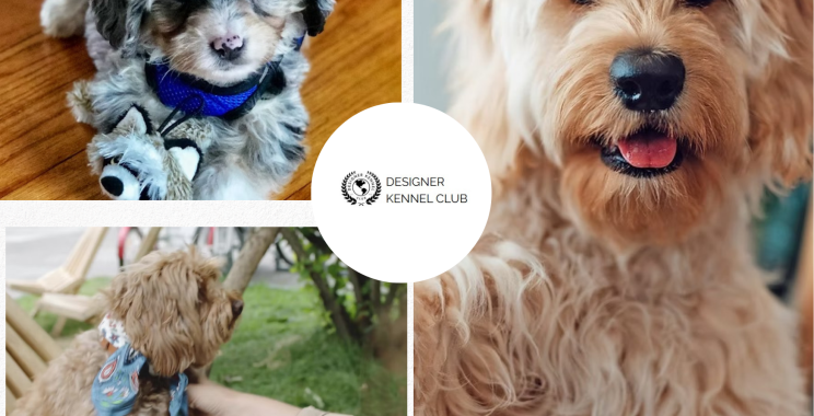 How to Register Designer Dogs Without AKC Hassles