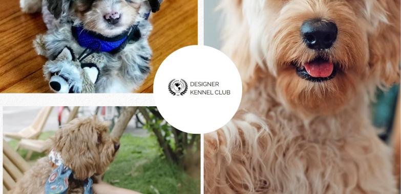 How to Register Designer Dogs Without AKC Hassles